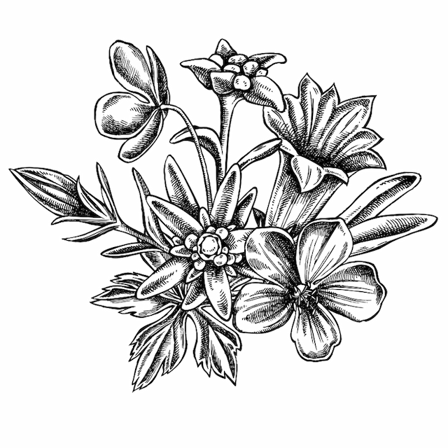 Alpine Herbs