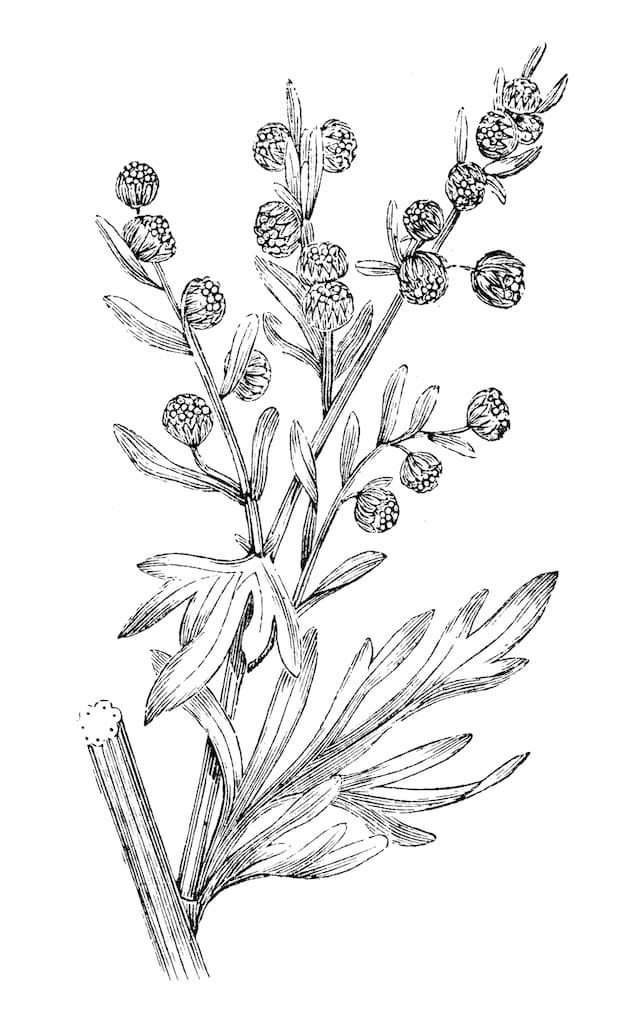 Wormwood