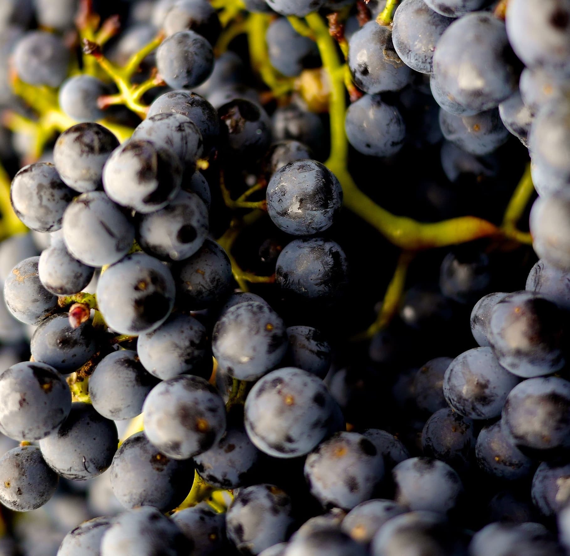 Wine grapes