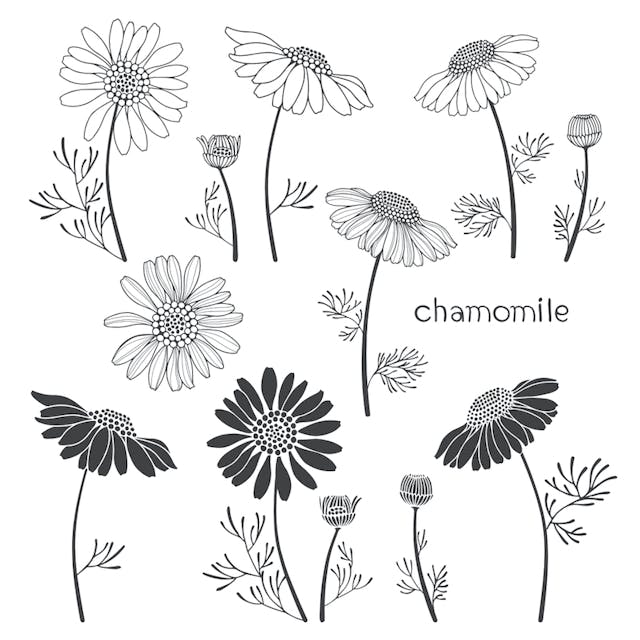 Roman chamomile