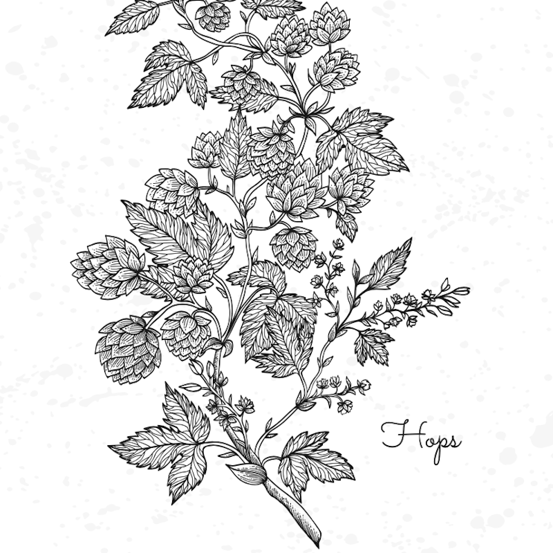Belgian Hop Types