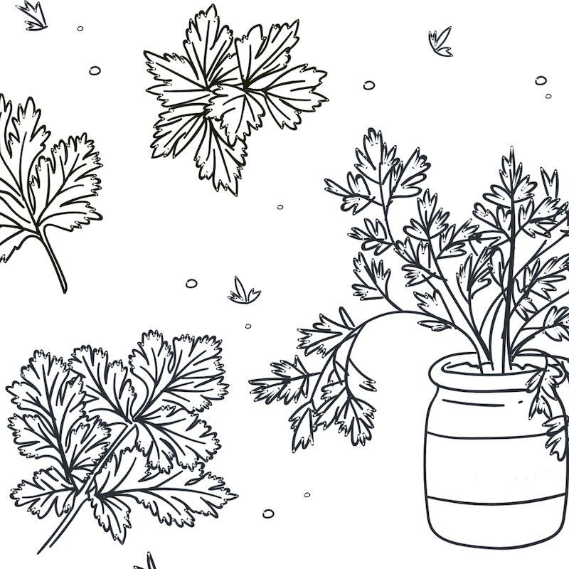 Coriander