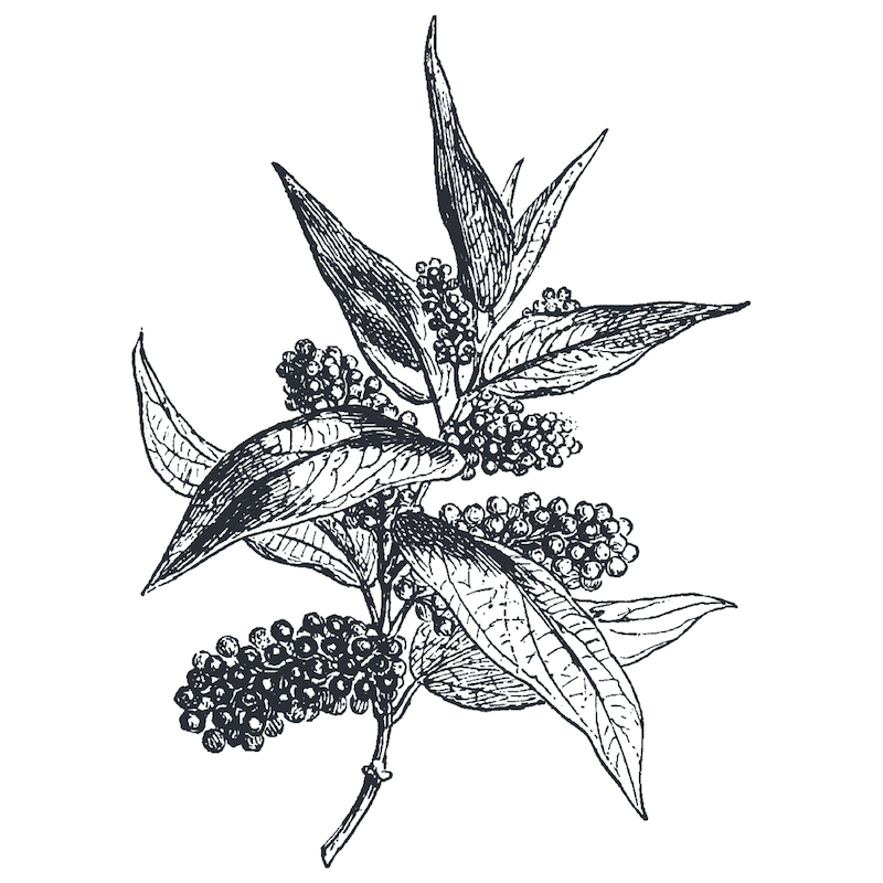 Cubeb pepper
