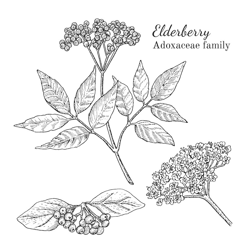 Elderberry