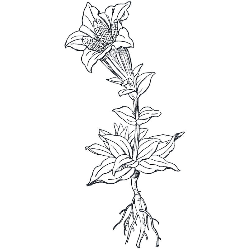 Gentian