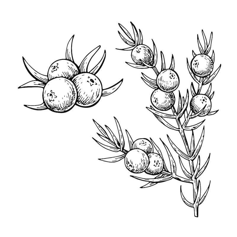 Juniper berry