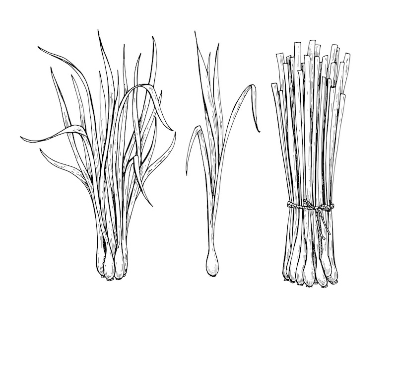 Lemongrass
